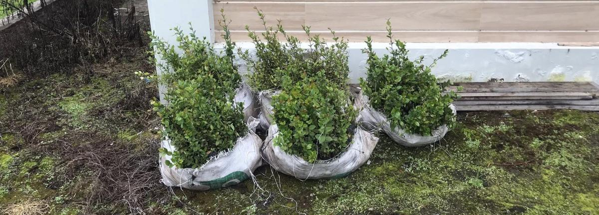 Reforestación con plantas nativas
